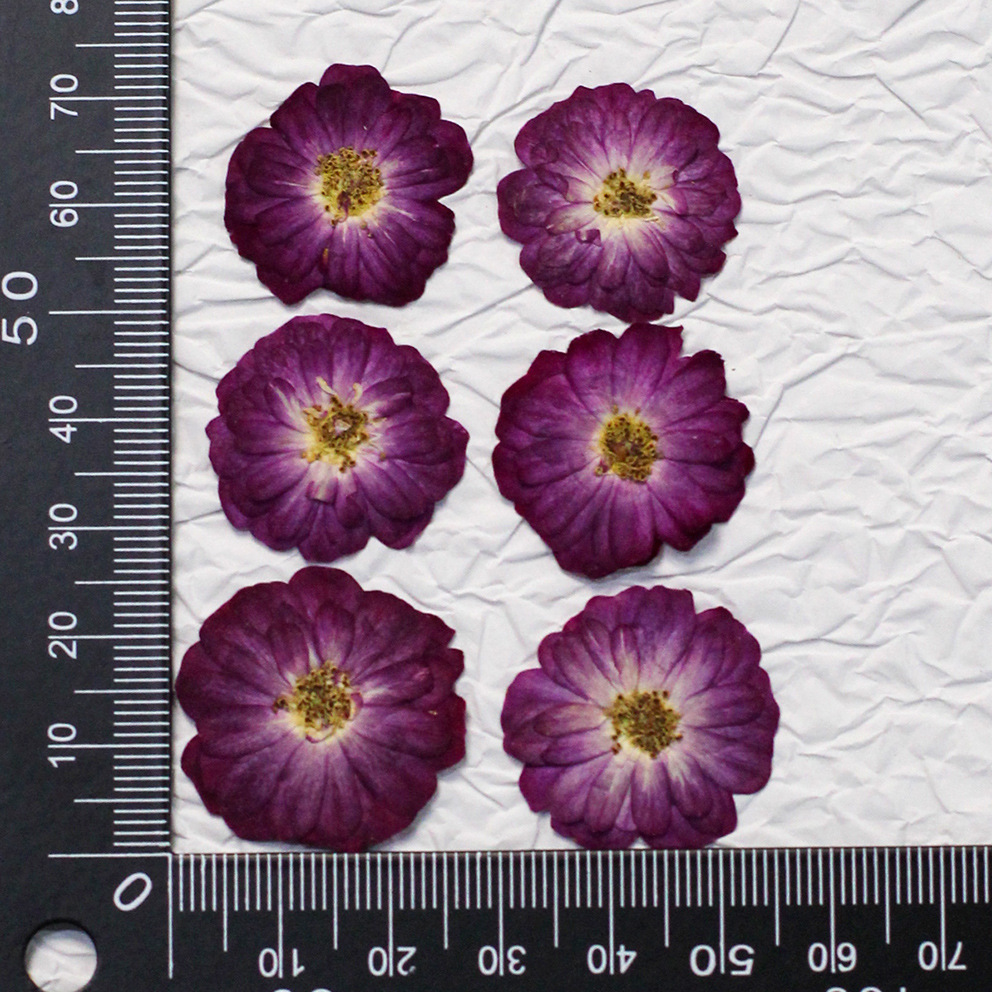 60 rosas reales de colores ama - Resin Craft Ideas reseña y precio