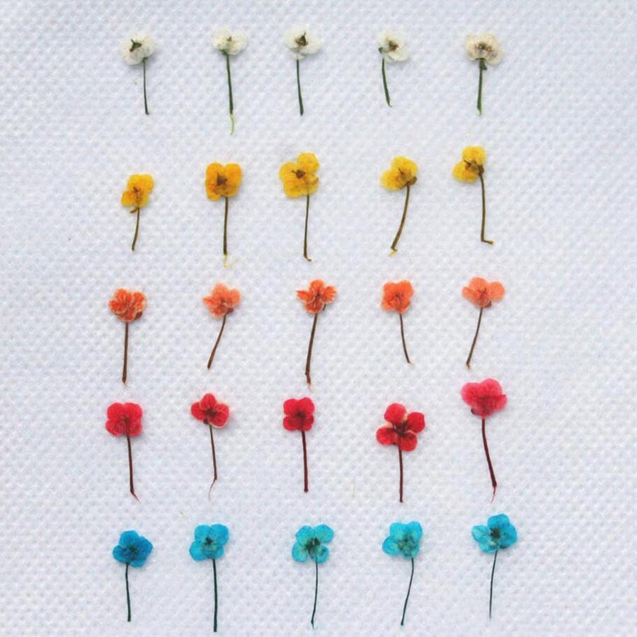 60 piezas de flores secas en m - Resin Craft Ideas reseña y precio