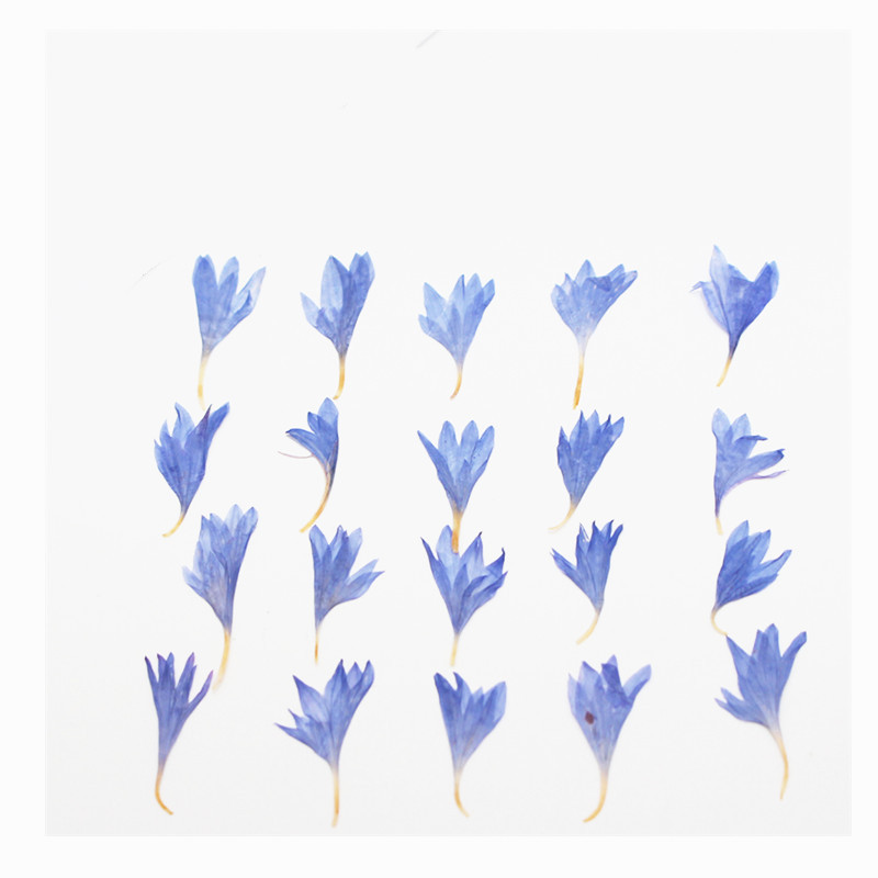 60 piezas de flores secas en m - Resin Craft Ideas reseña y precio