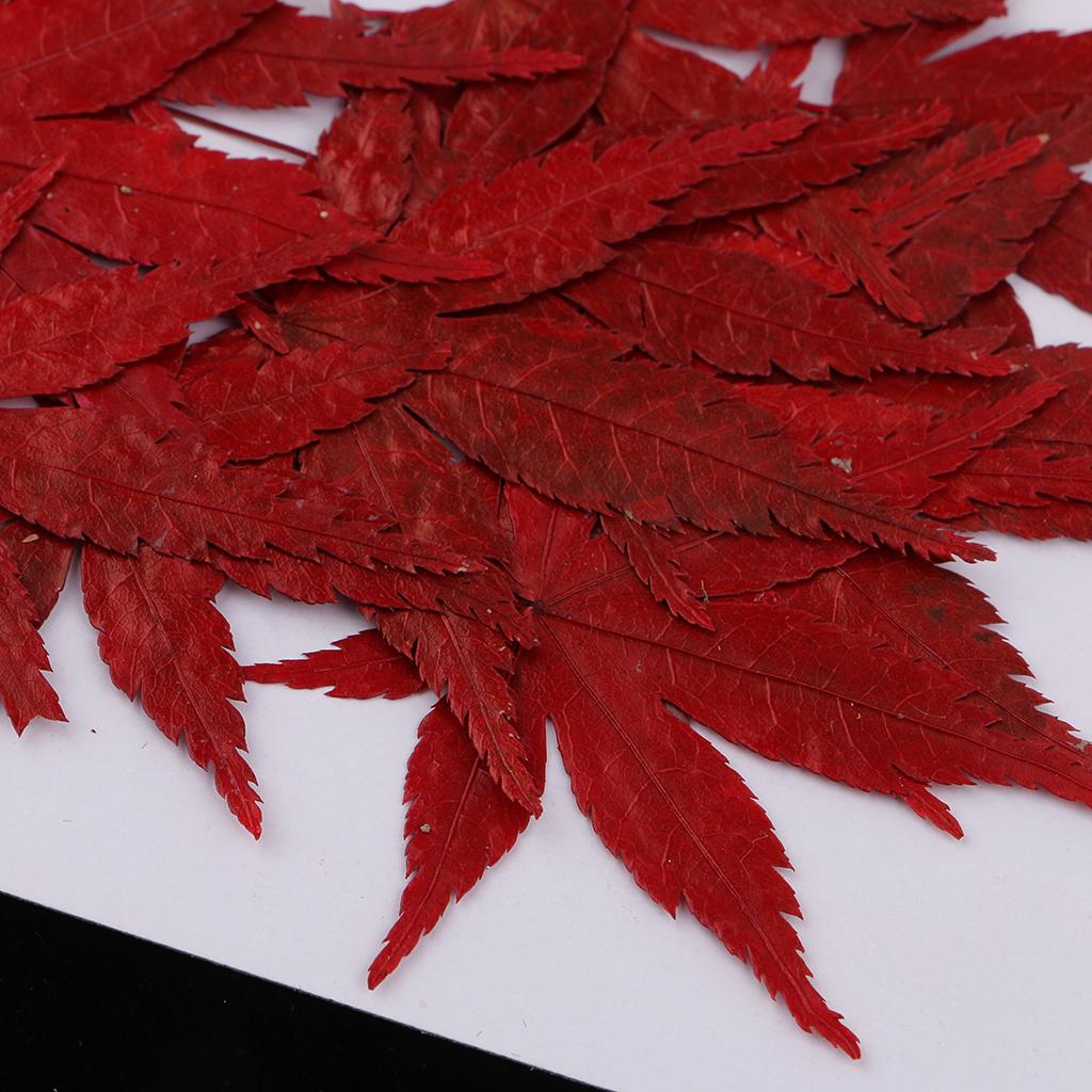 Flores naturales secas para ma - Resin Craft Ideas reseña y precio